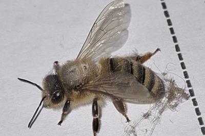 <i>Apis mellifera</i>