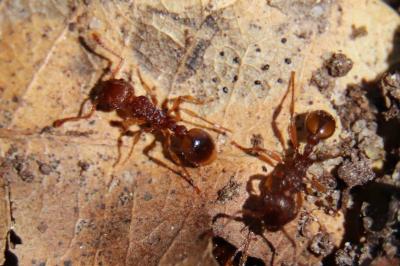 <i>Myrmica</i>