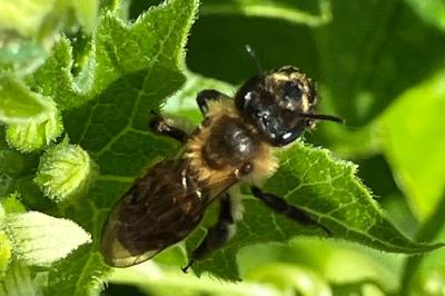 <i>Andrena florea</i>