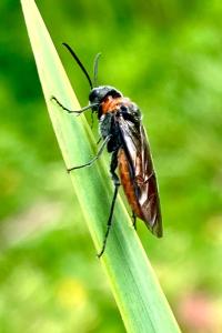 <i>Dolerus</i>