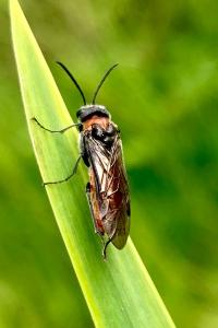 <i>Dolerus</i>