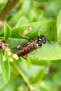 <i>Macrophya punctumalbum</i>