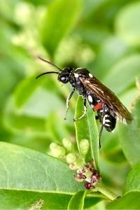 <i>Macrophya punctumalbum</i>