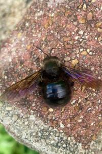 <i>Xylocopa violacea</i>