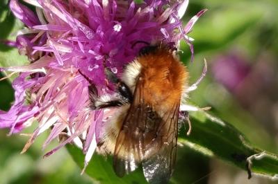 <i>Bombus pascuorum</i>