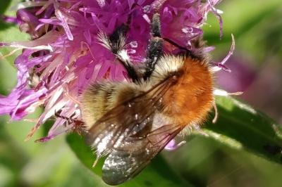 <i>Bombus pascuorum</i>