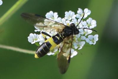 <i>Tenthredo temula</i>