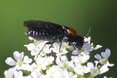 <i>Arge thoracica</i>
