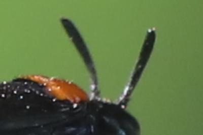 <i>Arge thoracica</i>