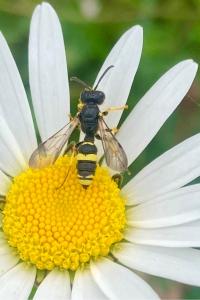 <i>Cerceris rybyensis</i>