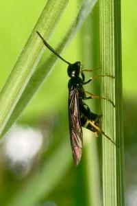 <i>Allantus</i>