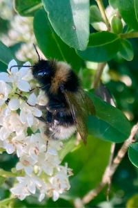 <i>Bombus sylvestris</i>