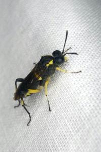 <i>Macrophya montana</i>