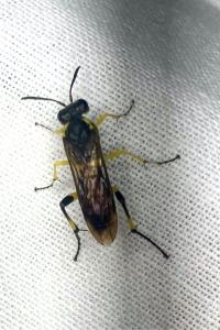<i>Macrophya montana</i>