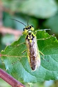 <i>Rhogogaster chlorosoma</i>