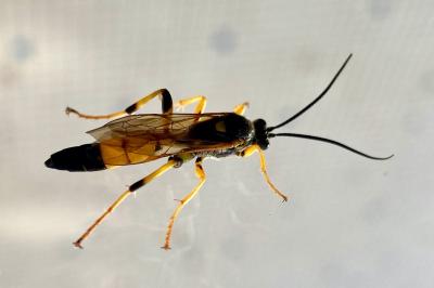 <i>Amblyteles armatorius</i>