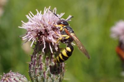 <i>Philanthus triangulum</i>
