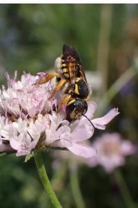 <i>Trachusa interrupta</i>