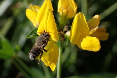 <i>Megachile rotundata</i>