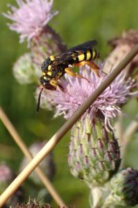 <i>Nomada flavopicta</i>