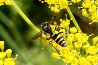 <i>Gorytes</i>
