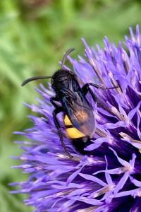 <i>Scolia hirta</i>