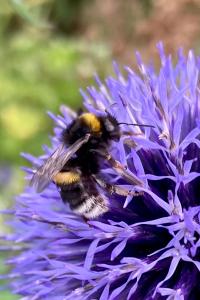 <i>Bombus terrestris</i>