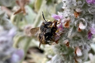 <i>Anthidium manicatum</i>