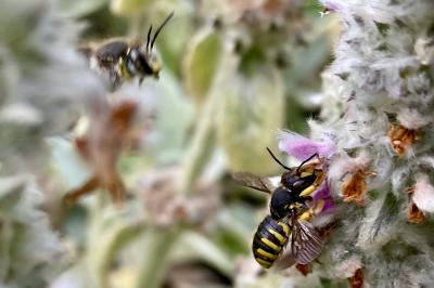 <i>Anthidium manicatum</i>
