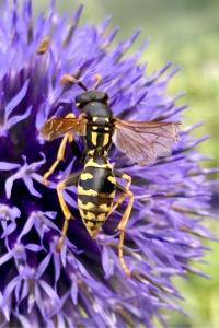 <i>Polistes dominula</i>