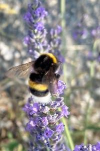 <i>Bombus terrestris</i>