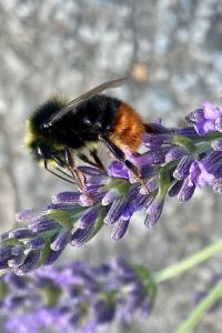 <i>Bombus lapidarius</i>