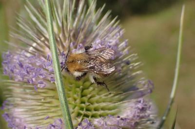 <i>Bombus pascuorum</i>