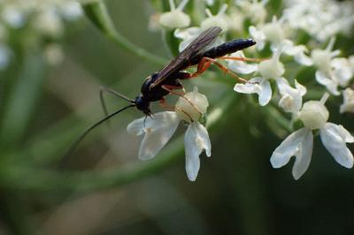<i>Ancistrocerus gazella</i>