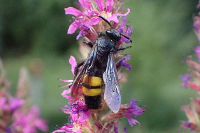 <i>Scolia hirta</i>