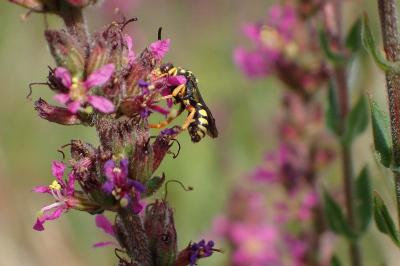 <i>Nomada flavopicta</i>