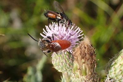 <i>Sphecodes albilabris</i>