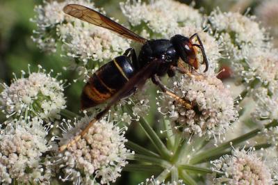 <i>Vespa velutina</i>