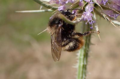 <i>Bombus ruderarius</i>