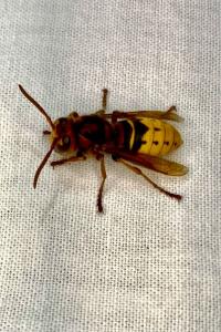 <i>Vespa crabro</i>