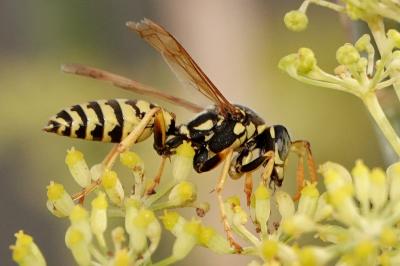 <i>Polistes dominula</i>
