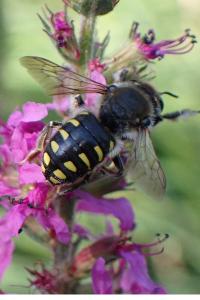 <i>Anthidium septemspinosum</i>