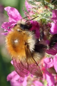 <i>Bombus pascuorum</i>