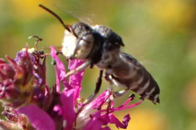 <i>Coelioxys afer</i>