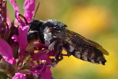 <i>Coelioxys afer</i>