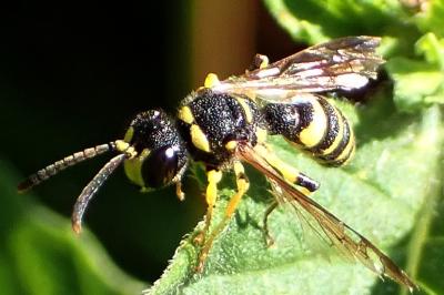 <i>Cerceris arenaria</i>