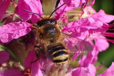 <i>Megachile centuncularis</i>