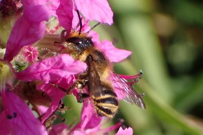 <i>Megachile centuncularis</i>