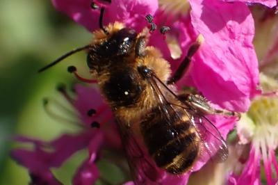 <i>Megachile centuncularis</i>