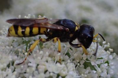 <i>Ectemnius cephalotes</i>